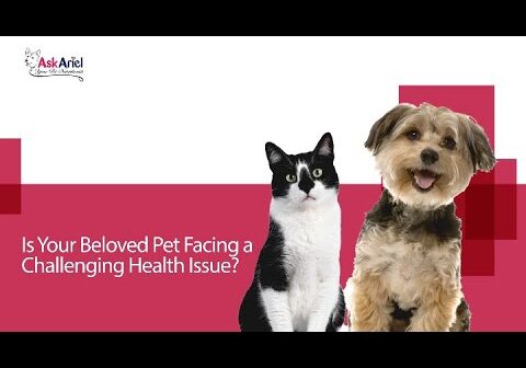 Veterinarian-Recommended Natural Pet Supplements for Dogs &amp; Cats | The Ask Ariel Story