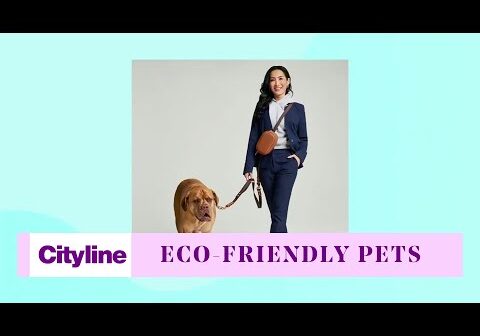 7 sustainable products to make your pets more eco-friendly