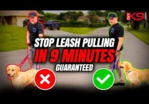 How to Stop Leash Pulling Now! Pro Tips for Success