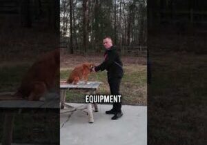 The BEST Leash on the Market