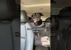 My Pet Car Setup That Actually Works | The Pack