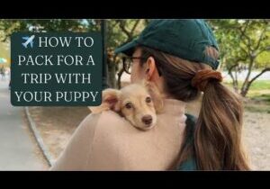 TOP PUPPY ESSENTIALS FOR FLYING | What’s In My Dog's Travel Bag